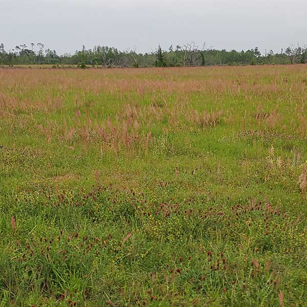 COLA | Day 40 - Chipley to Midway FL | Image 2