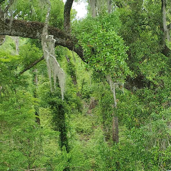 COLA | Day 40 - Chipley to Midway FL | Image 5