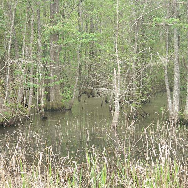COLA | Day 41 - Midway to Madison FL | Image 3