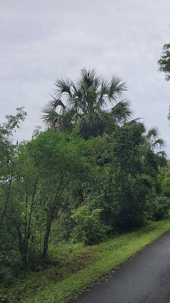 COLA | Day 43 - High Springs to E Palatka FL | Image 6