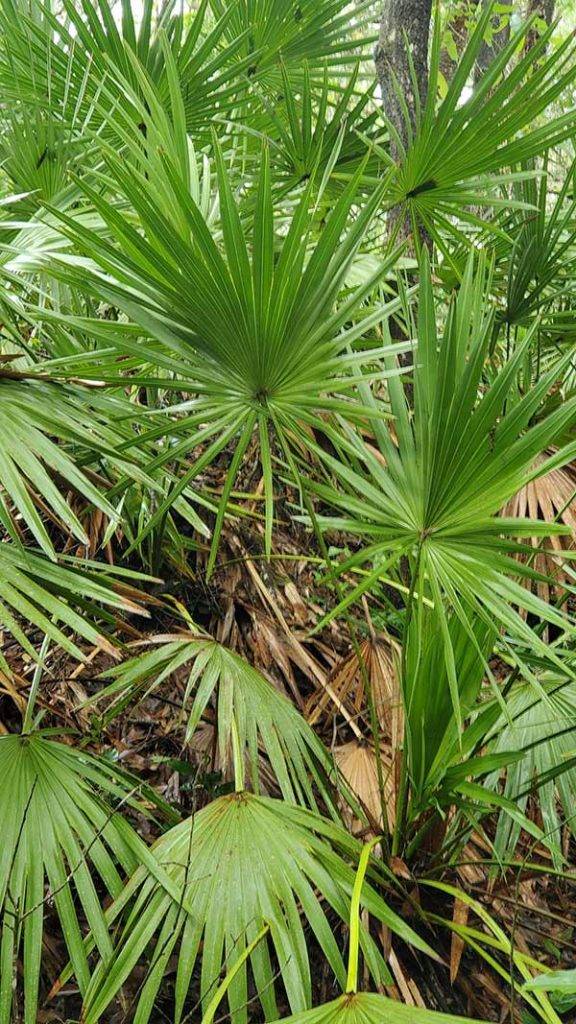 COLA | Day 43 - High Springs to E Palatka FL | Image 9